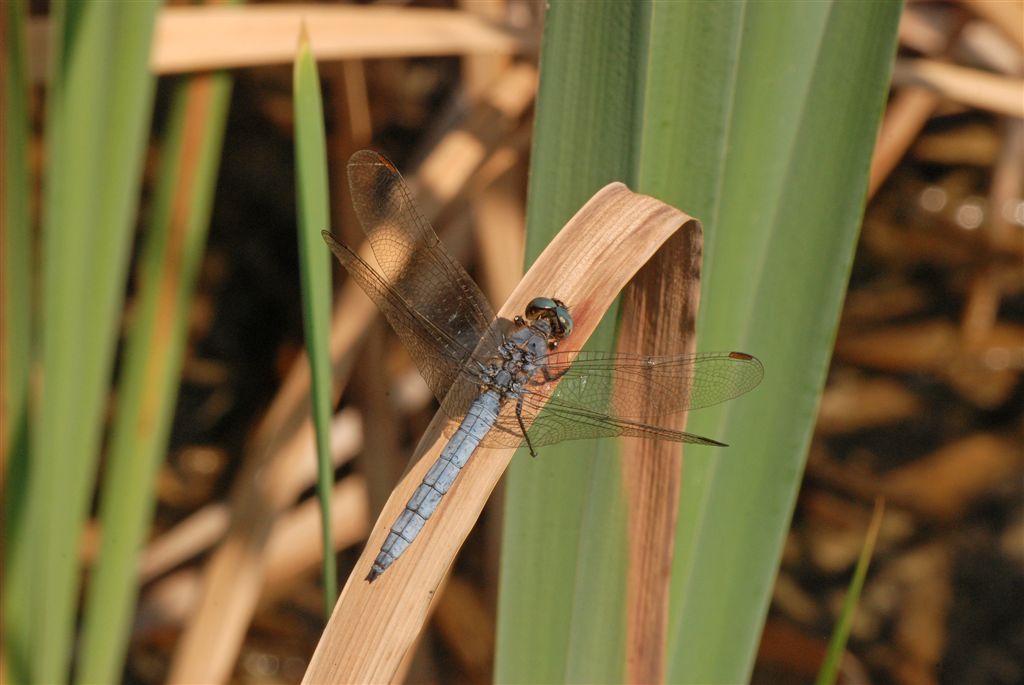 O. coerulescens ?